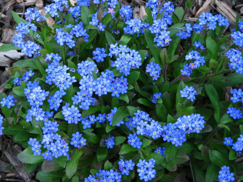 Photo of Forget-Me-Not (Myosotis sylvatica) uploaded by molanic