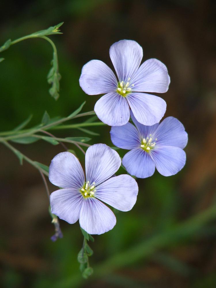 Photo of Blue Flax (Linum perenne) uploaded by molanic