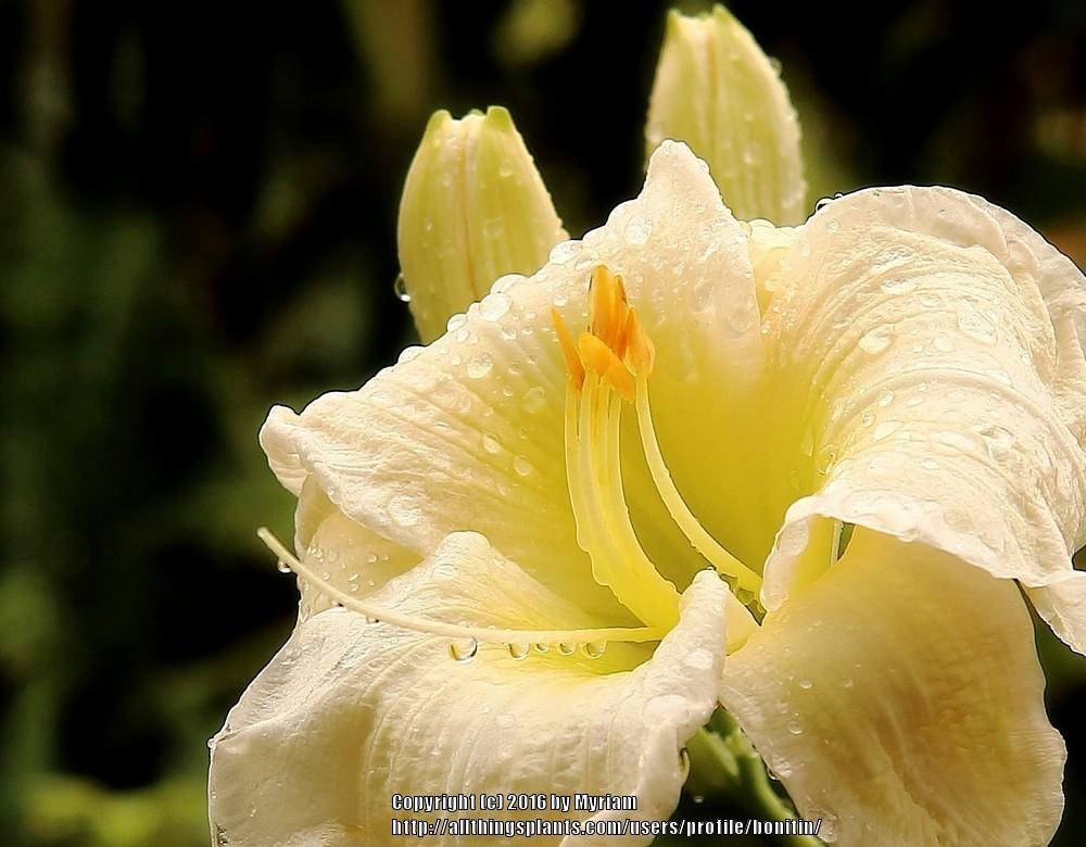 Photo of Daylilies (Hemerocallis) uploaded by bonitin