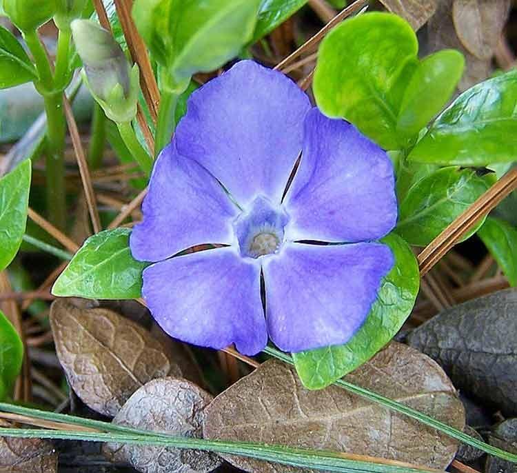 Photo of Lesser Periwinkle (Vinca minor) uploaded by TBGDN