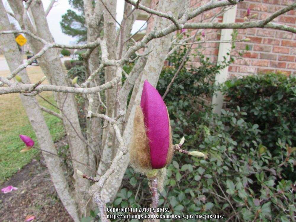 Photo of Magnolias (Magnolia) uploaded by piksihk