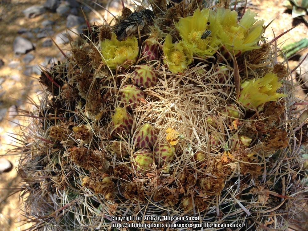 Photo of Compass Barrel Cactus (Ferocactus cylindraceus) uploaded by mcvansoest