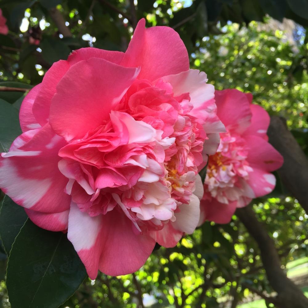 Photo of Camellias (Camellia) uploaded by HamiltonSquare