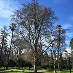 Location: California State Capitol Park, Sacramento.
Date: 2016-02-01
Zone 9b.