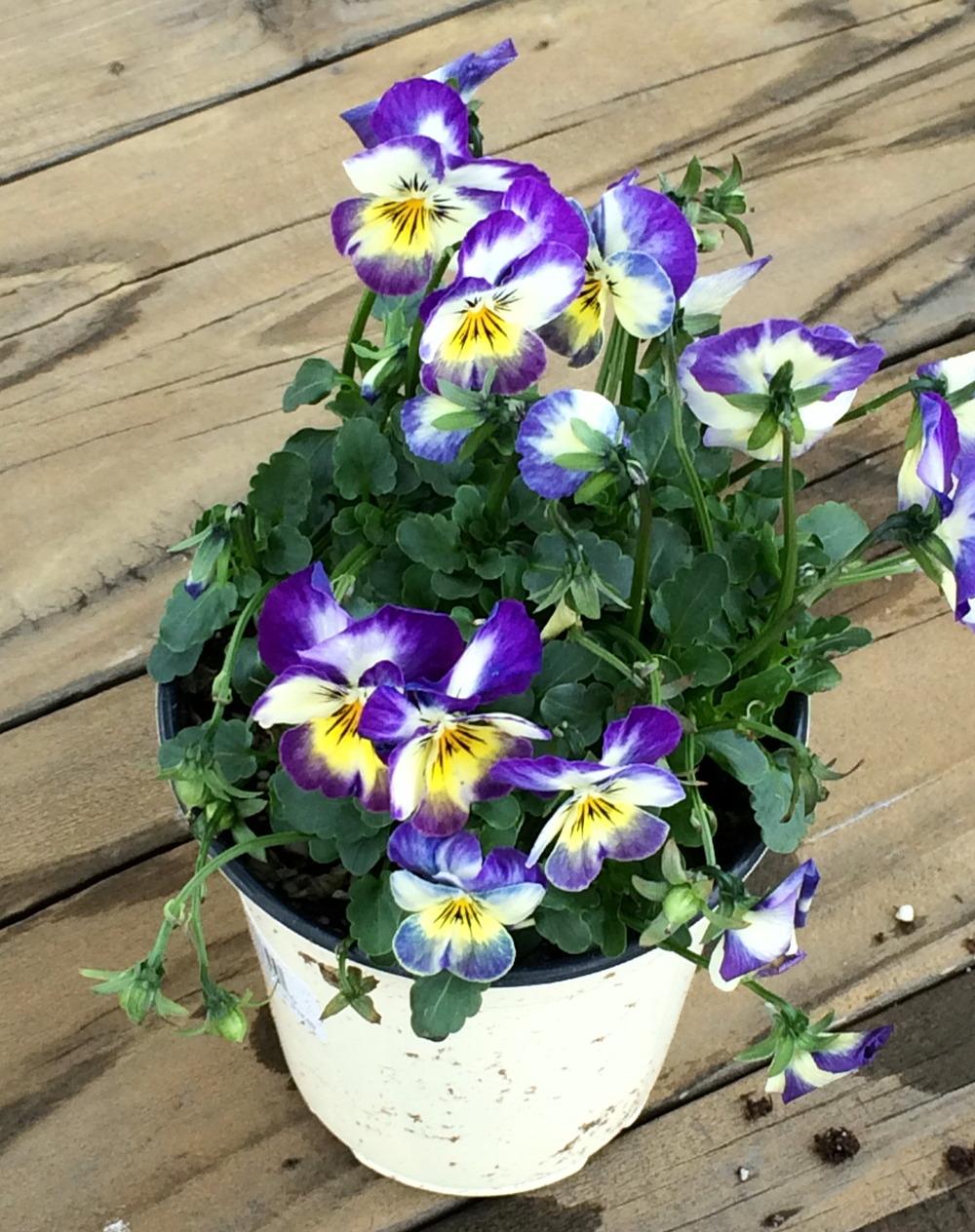 Photo of Violas (Viola) uploaded by plantmanager