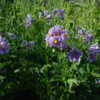 Potato Newen in bloom very healthy plants about 24 " high 