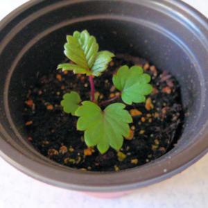 a 3 week seedling growing in a 3 inch starter pot