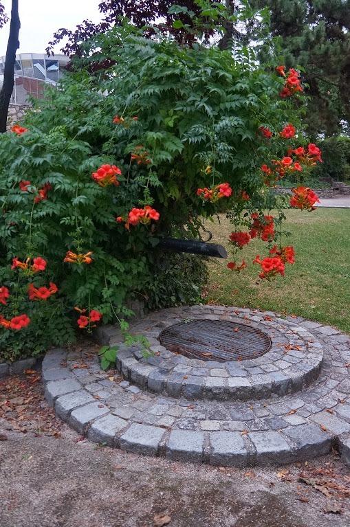 Photo of Trumpet Vine (Campsis radicans) uploaded by Insagi