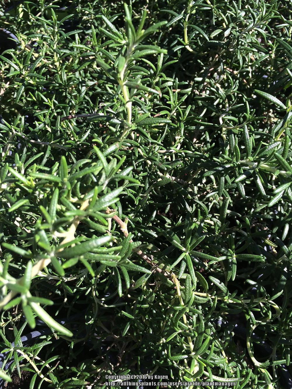 Photo of Rosemary (Salvia rosmarinus) uploaded by plantmanager