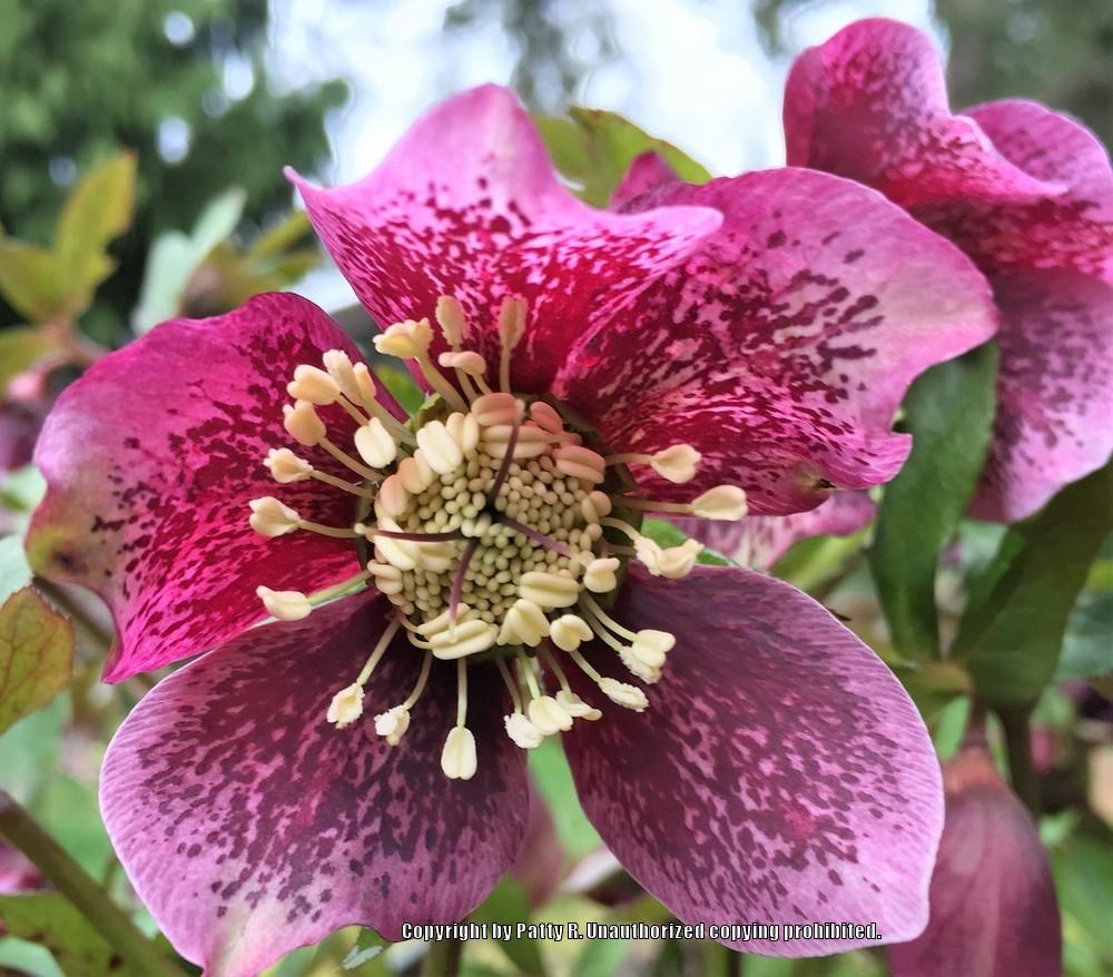 Photo of Lenten Rose (Helleborus orientalis) uploaded by Patty