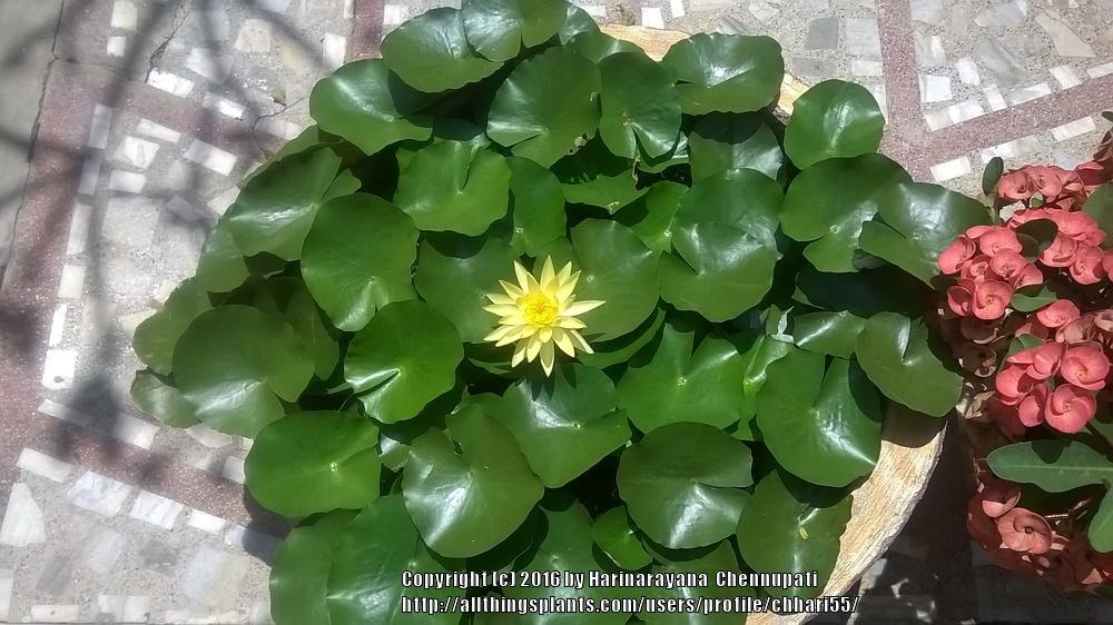 Photo of Nymphaeas (Nymphaea) uploaded by chhari55