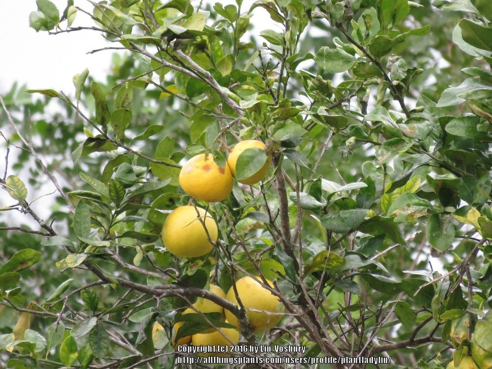 Photo of Grapefruit (Citrus x aurantium) uploaded by plantladylin