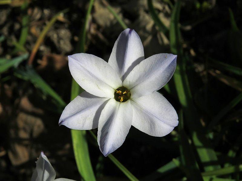 Photo of Spring Starflower (Ipheion uniflorum) uploaded by robertduval14