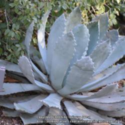 Location: Desert Botanical Garden, Phoenix, AZ.
Date: 2015-01-11