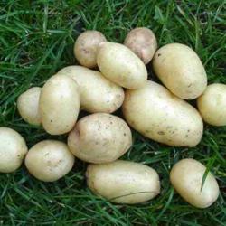 Potatoes and Sweet Potatoes growing guide