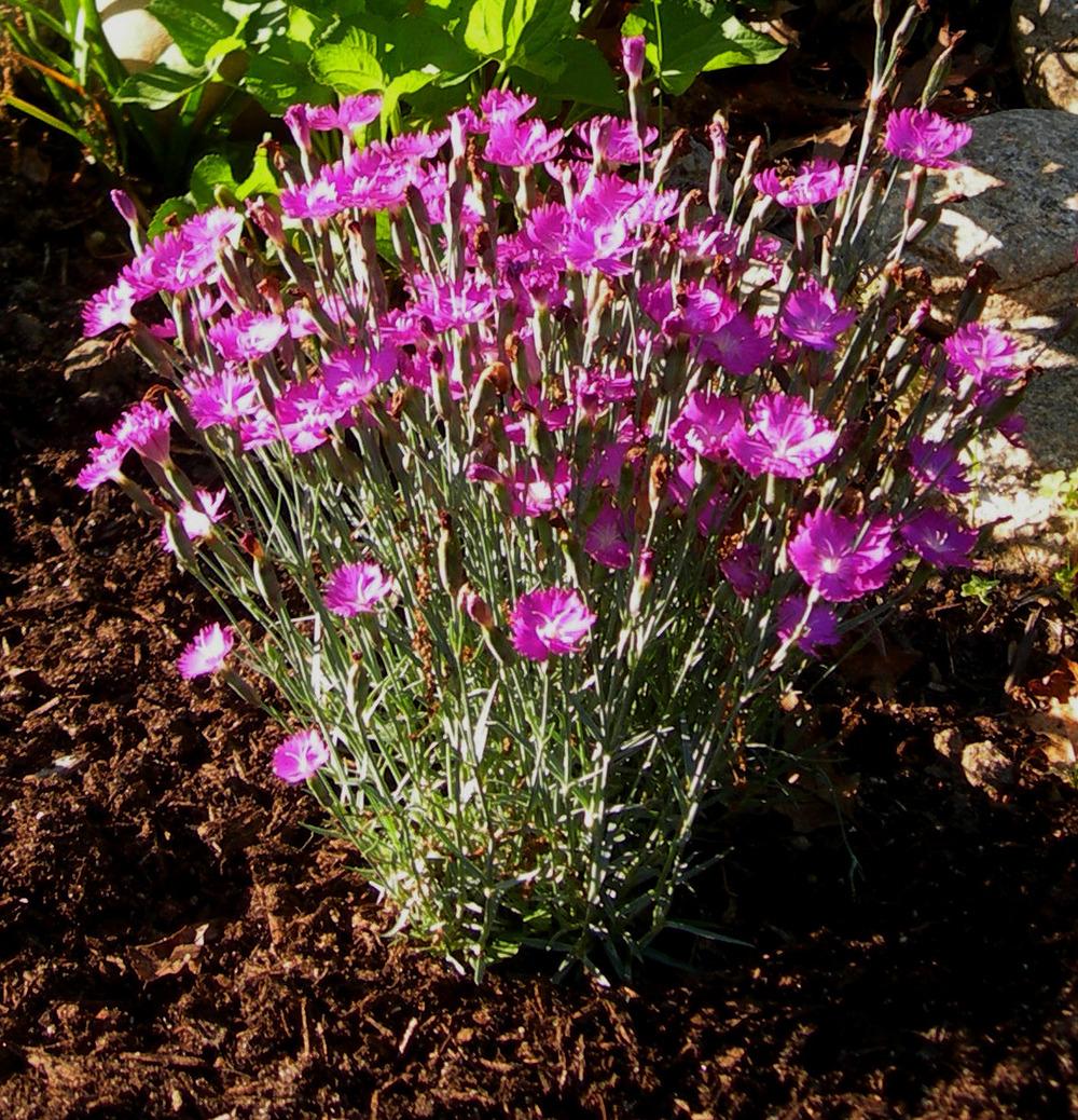 Dianthus Plant Care and Collection of Varieties