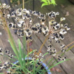 Location: Lucketts, Loudoun County, Virginia
Date: 2012-10-18
Seed pods opening, exposing seeds