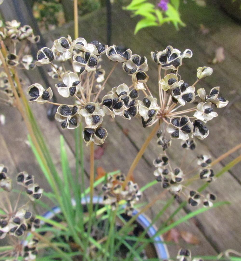 Photo of Garlic Chives (Allium tuberosum) uploaded by greenthumb99