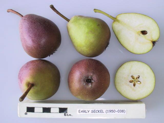Photo of Pear (Pyrus communis 'Early Seckel') uploaded by robertduval14