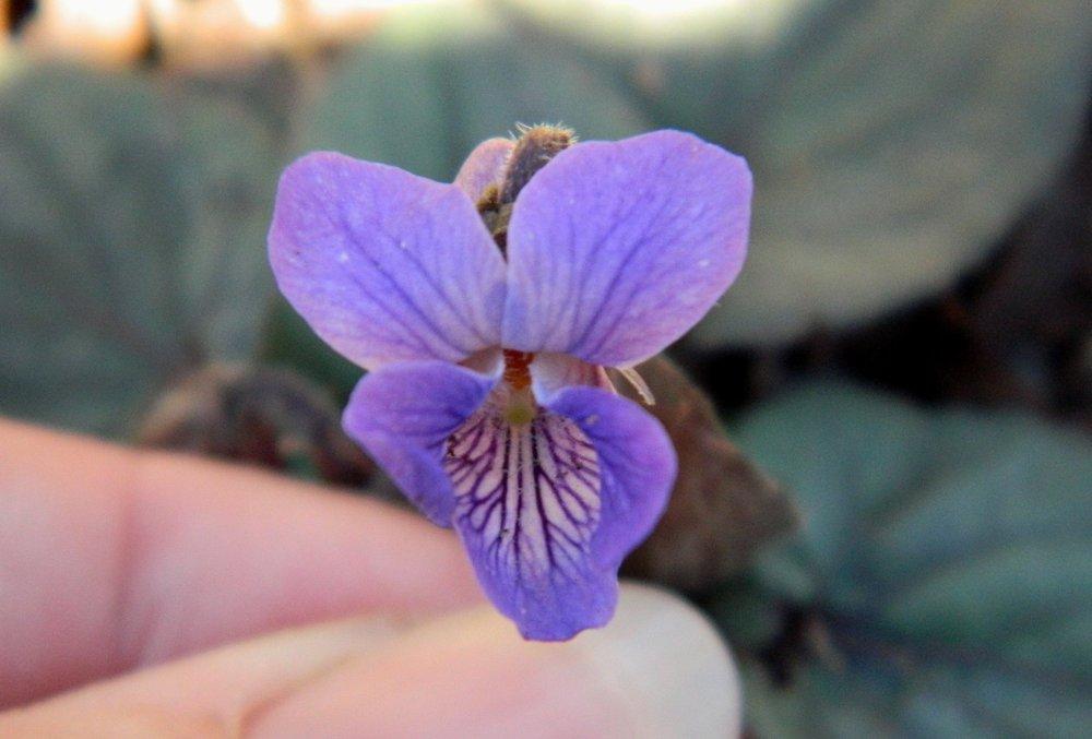 Photo of Sweet Violet (Viola odorata) uploaded by wildflowers