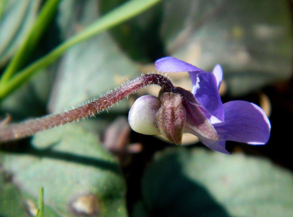 Photo of Sweet Violet (Viola odorata) uploaded by wildflowers