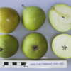 UK National Fruit Collection photo