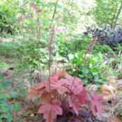 Entire plant showing old foliage at base below new spring foliage