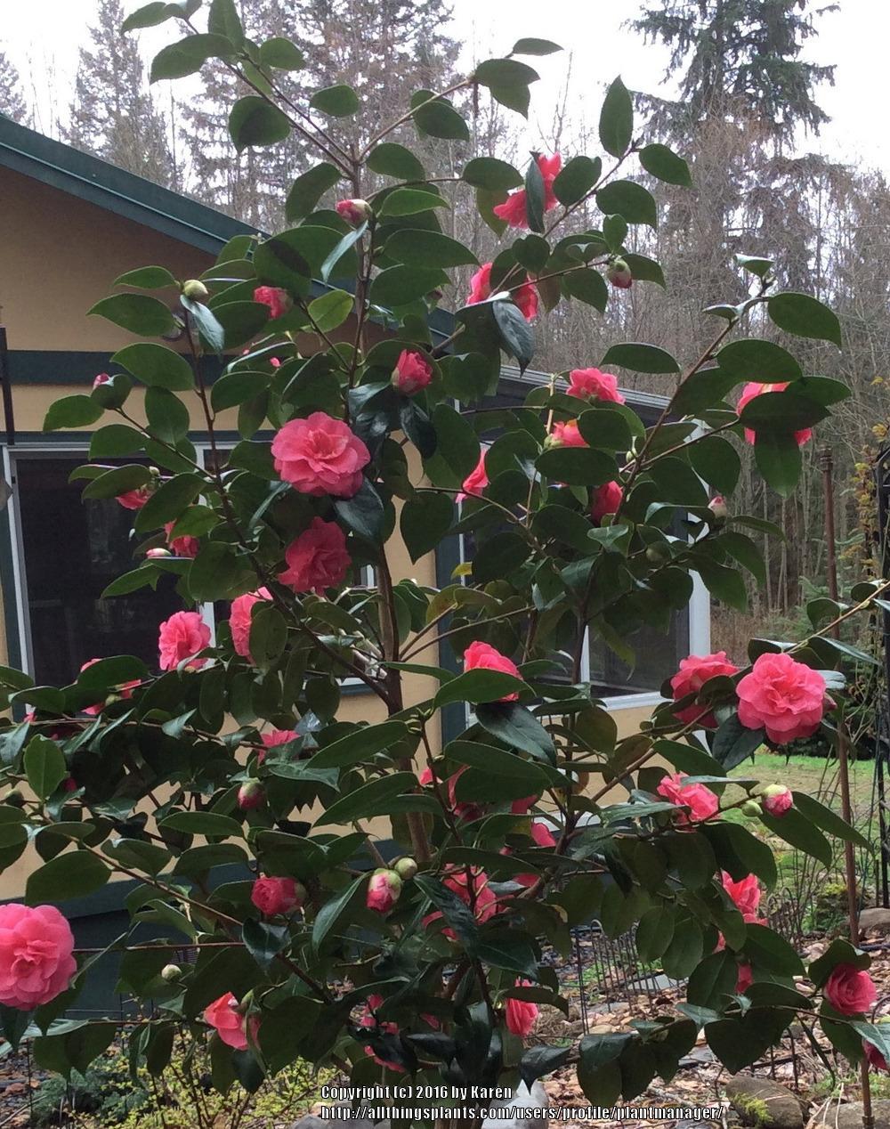 Photo of Camellias (Camellia) uploaded by plantmanager