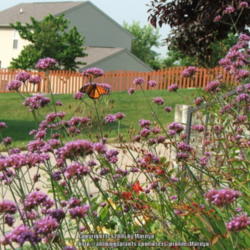 Location: My garden in Kentucky
Date: 2006-07-07
With a Monarch butterfly
