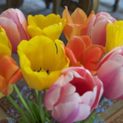 Location: Zone 5
Date: 2011-05-05 
Bouquet of garden cut Tulips