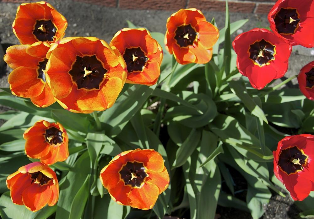 Photo of Tulips (Tulipa) uploaded by Fleur569