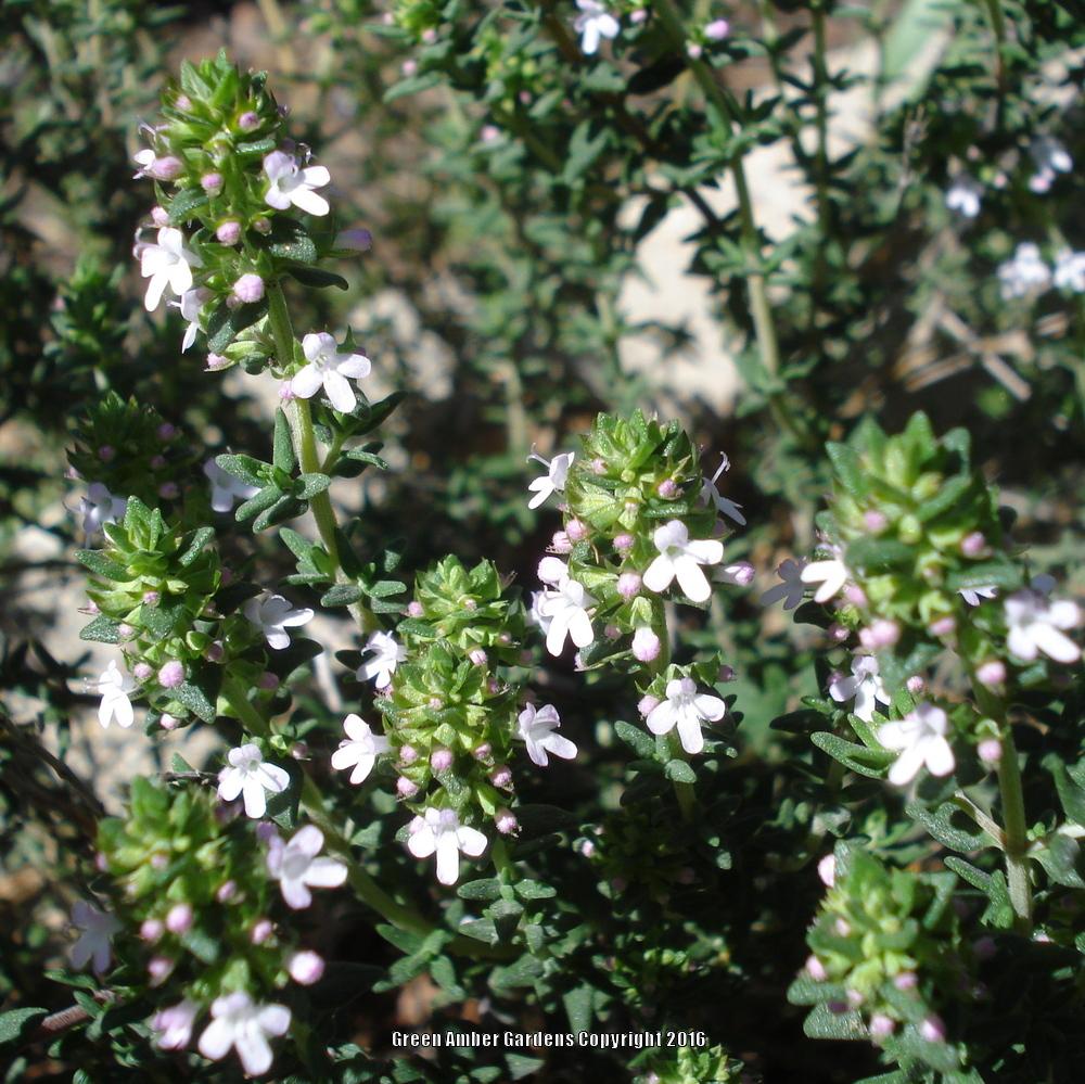 Thymes Plant Care and Collection of Varieties