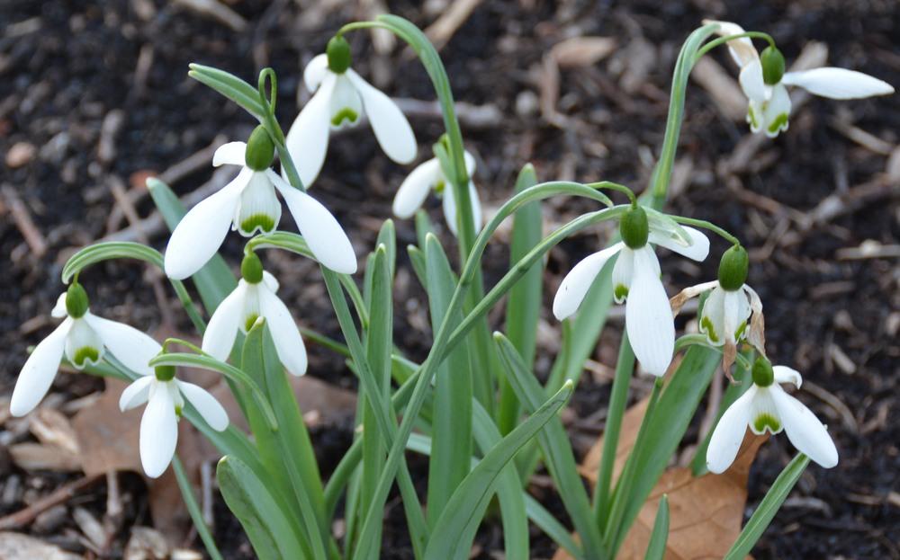 Photo of Snowdrop (Galanthus 'Magnet') uploaded by aspenhill