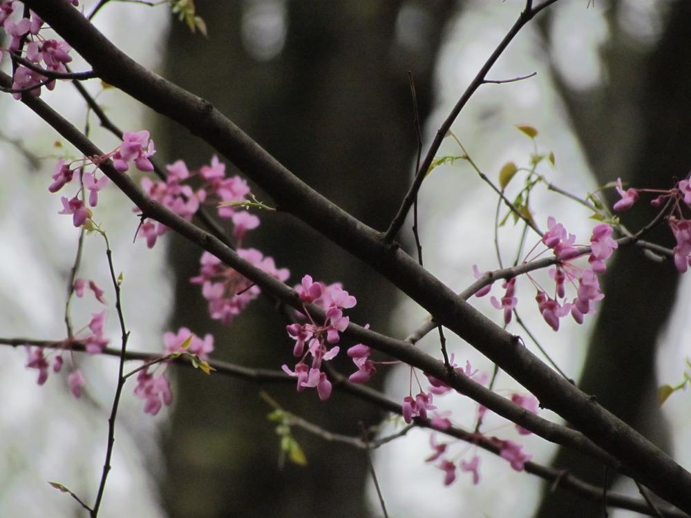Photo of Eastern Redbud (Cercis canadensis) uploaded by greenthumb99