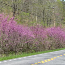 Location: Near Great Cacapon, Morgan Co., West Virginia
Date: 2014-05-08
Typical roadside occurrence in this area