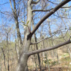 Location: Lucketts, Loudoun County, Virginia
Date: 2013-04-14
On the property of Aspen Hill