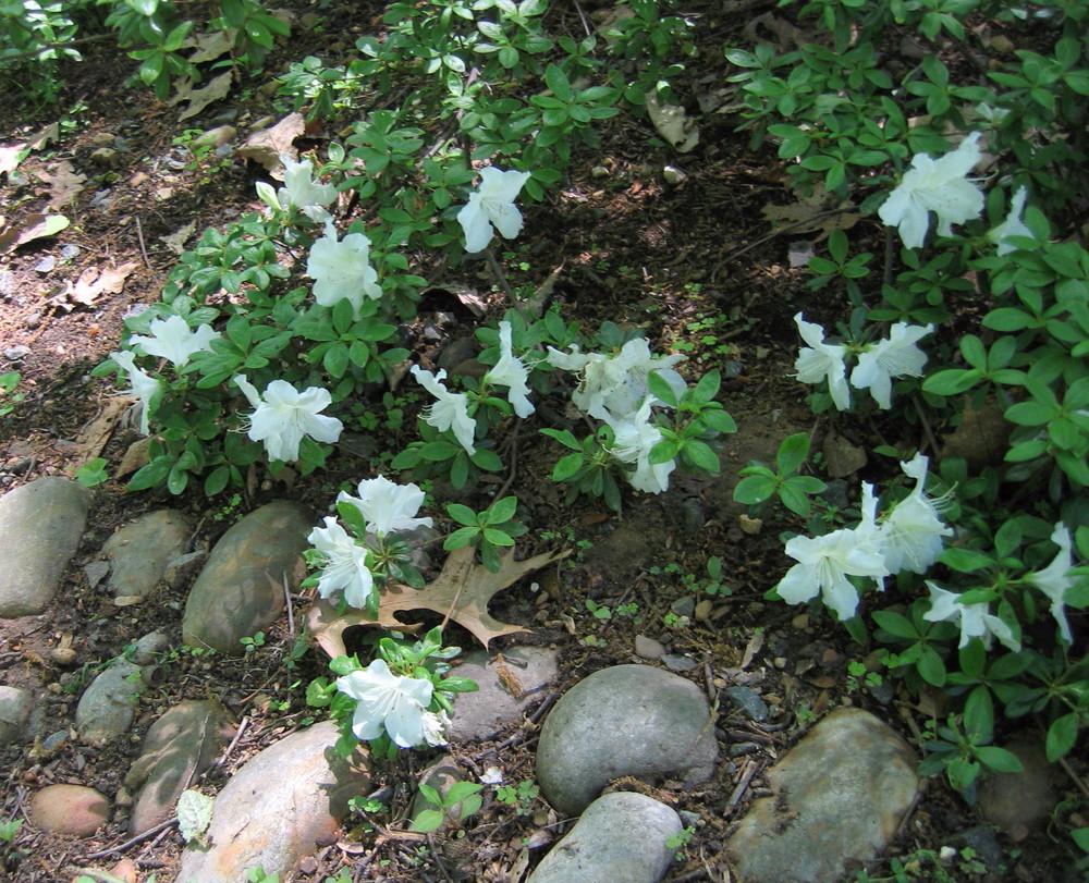 Photo of Evergreen Azalea (Rhododendron 'Delaware Valley White') uploaded by greenthumb99