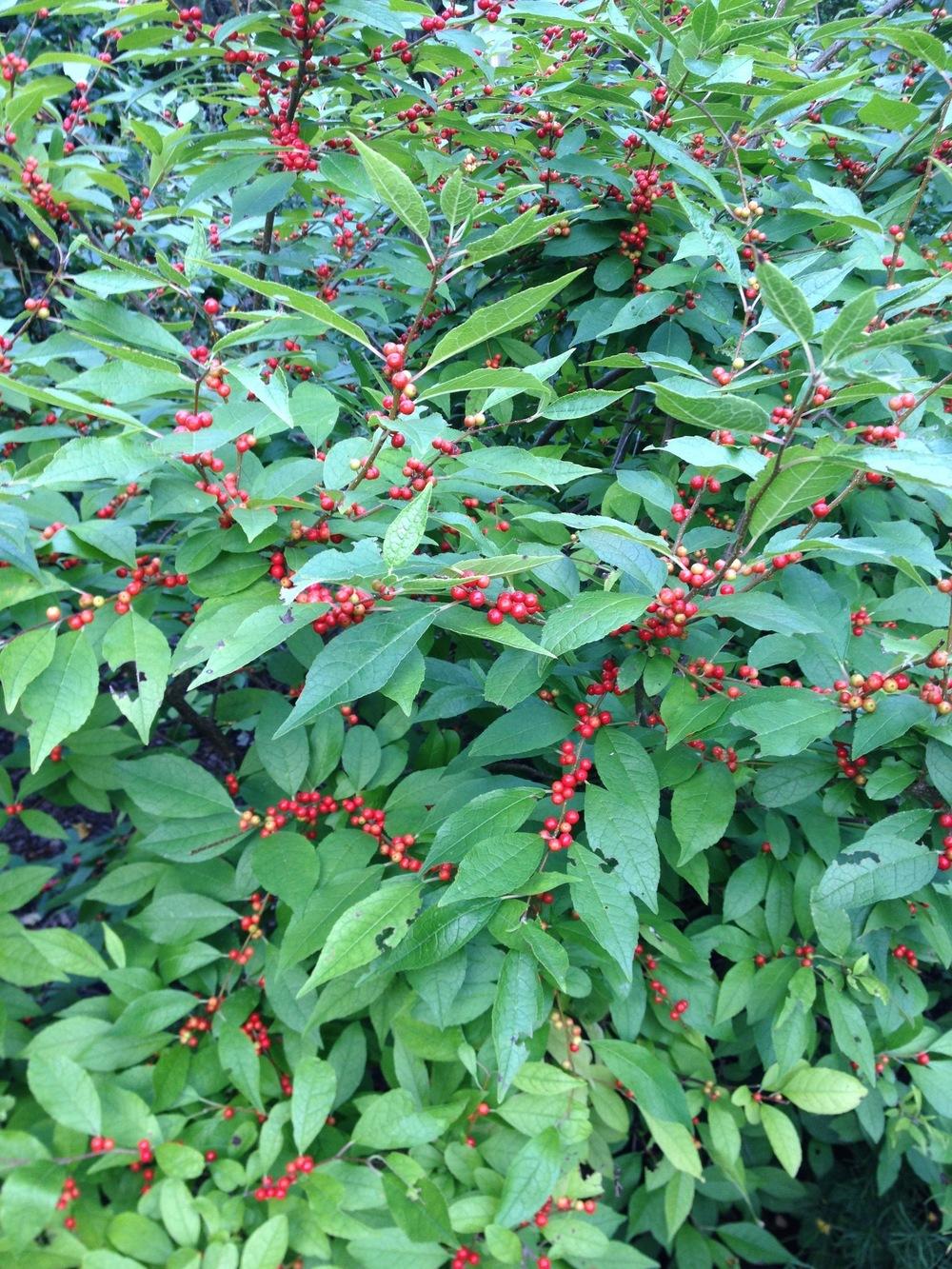 Photo of Winterberry (Ilex verticillata) uploaded by greenthumb99