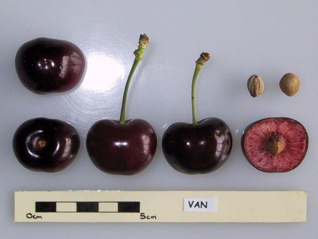 Photo of Sweet Cherry (Prunus avium 'Van') uploaded by robertduval14