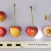 UK National Fruit Collection photo