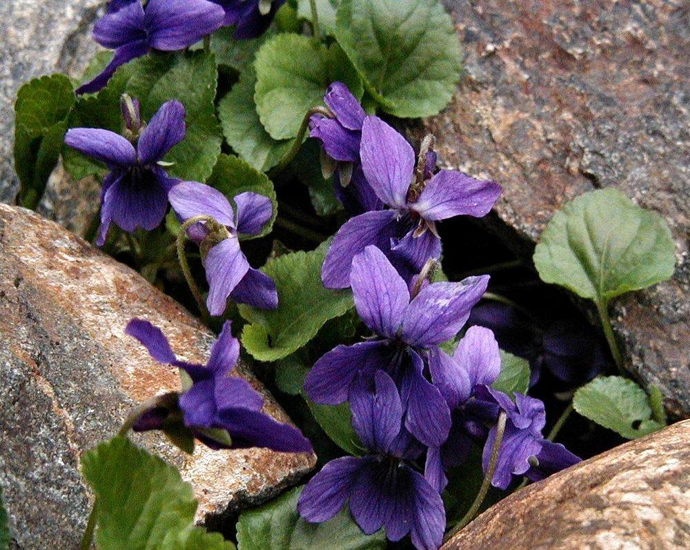 Photo of Sweet Violet (Viola odorata) uploaded by RoseBlush1