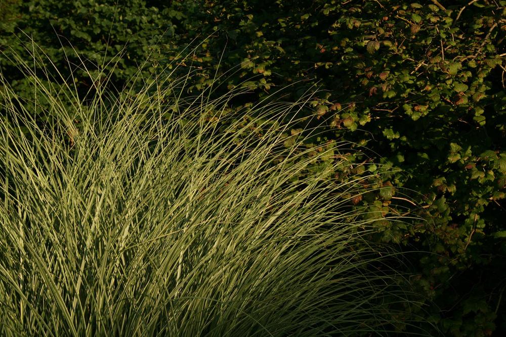 Photo of Maiden Grass (Miscanthus sinensis 'Morning Light') uploaded by robertduval14