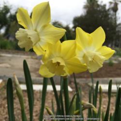 Location: Hamilton Square Garden, Historic City Cemetery, Sacramento CA.
Date: 2016-03-20
Zone 9b. Each detail in the RHS description can be seen in these 