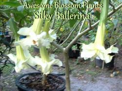 Thumb of 2016-03-22/AwesomeBlossomPlants/948c25