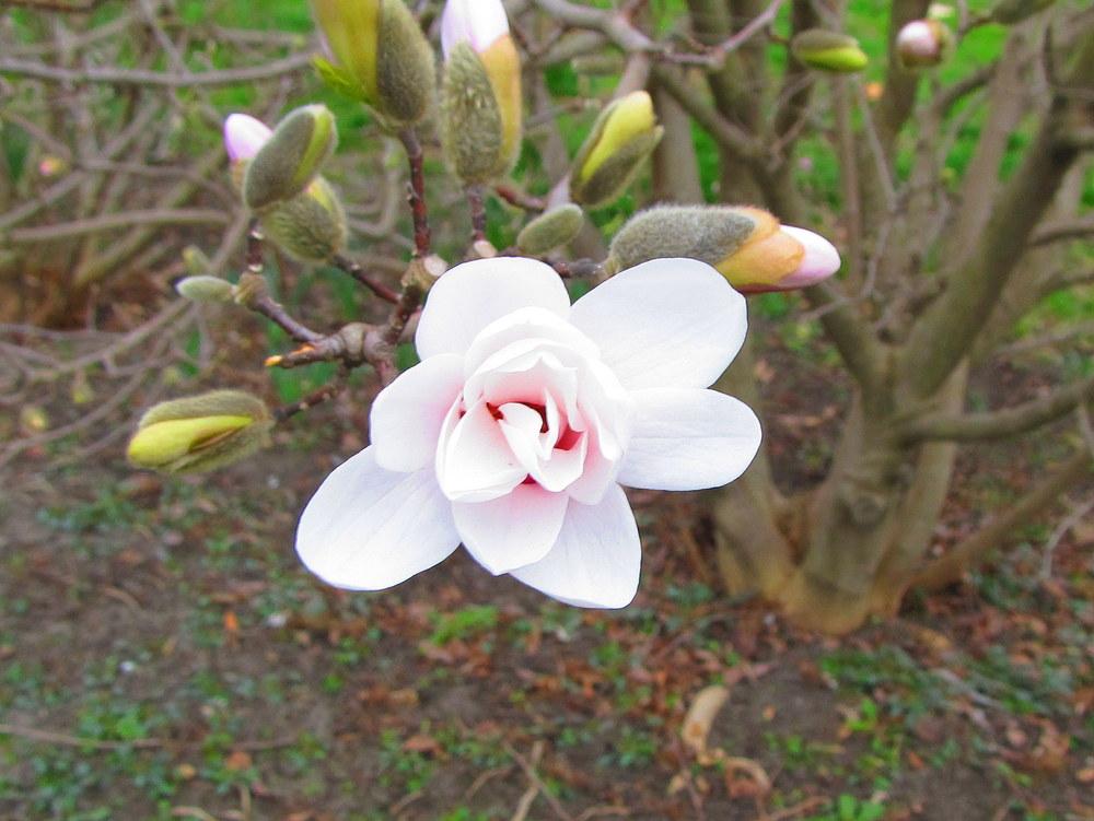 Photo of Star Magnolia (Magnolia stellata) uploaded by jmorth