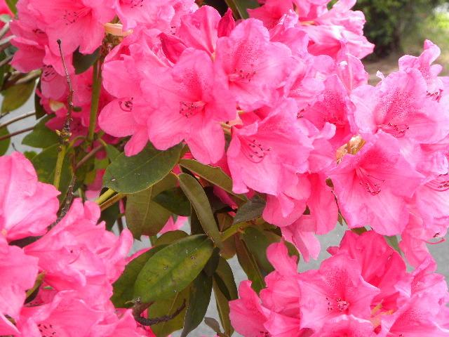 Photo of Rhododendrons (Rhododendron) uploaded by SassyCat