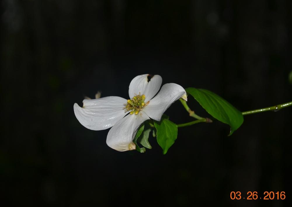 Photo of Flowering Dogwood (Cornus florida) uploaded by Suga