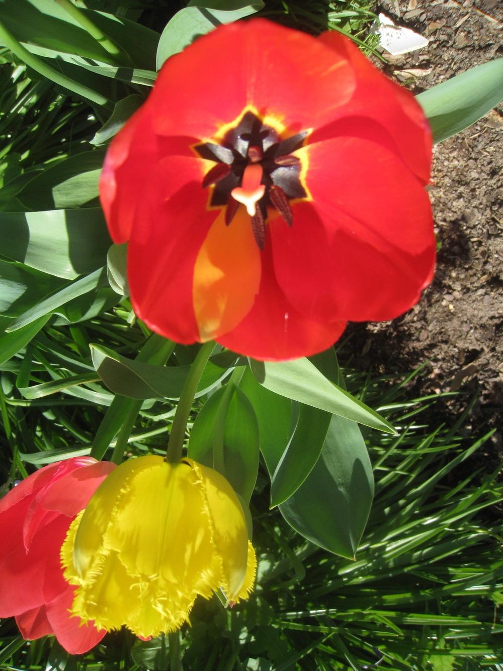 Photo of Tulips (Tulipa) uploaded by Hemophobic