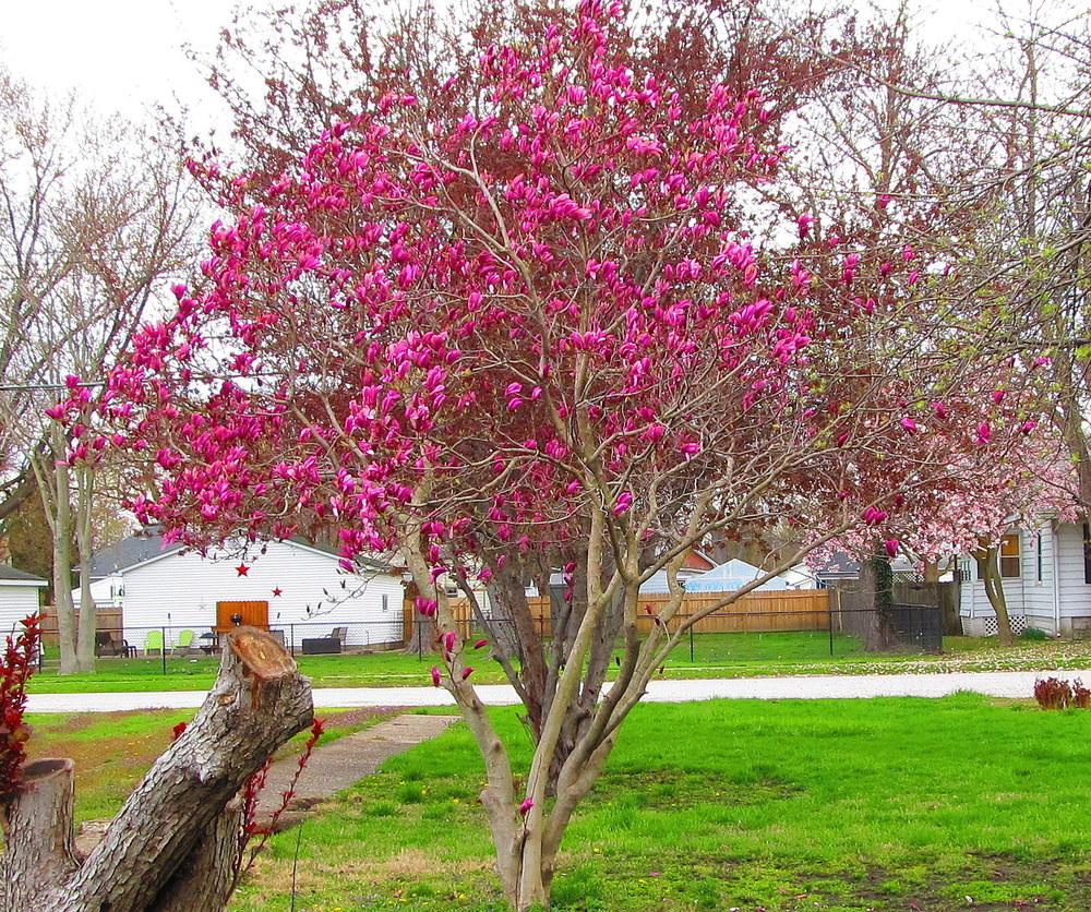 Photo of Magnolias (Magnolia) uploaded by jmorth