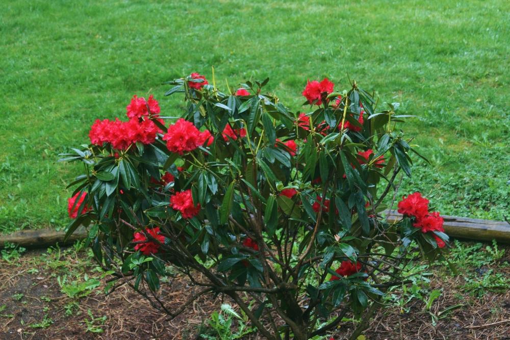 Photo of Rhododendrons (Rhododendron) uploaded by Daylilybaby
